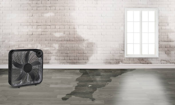 Best Ceiling water damage repair  in , GA